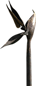 bird of paradise