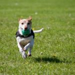 Dog running with ball in sunny park
