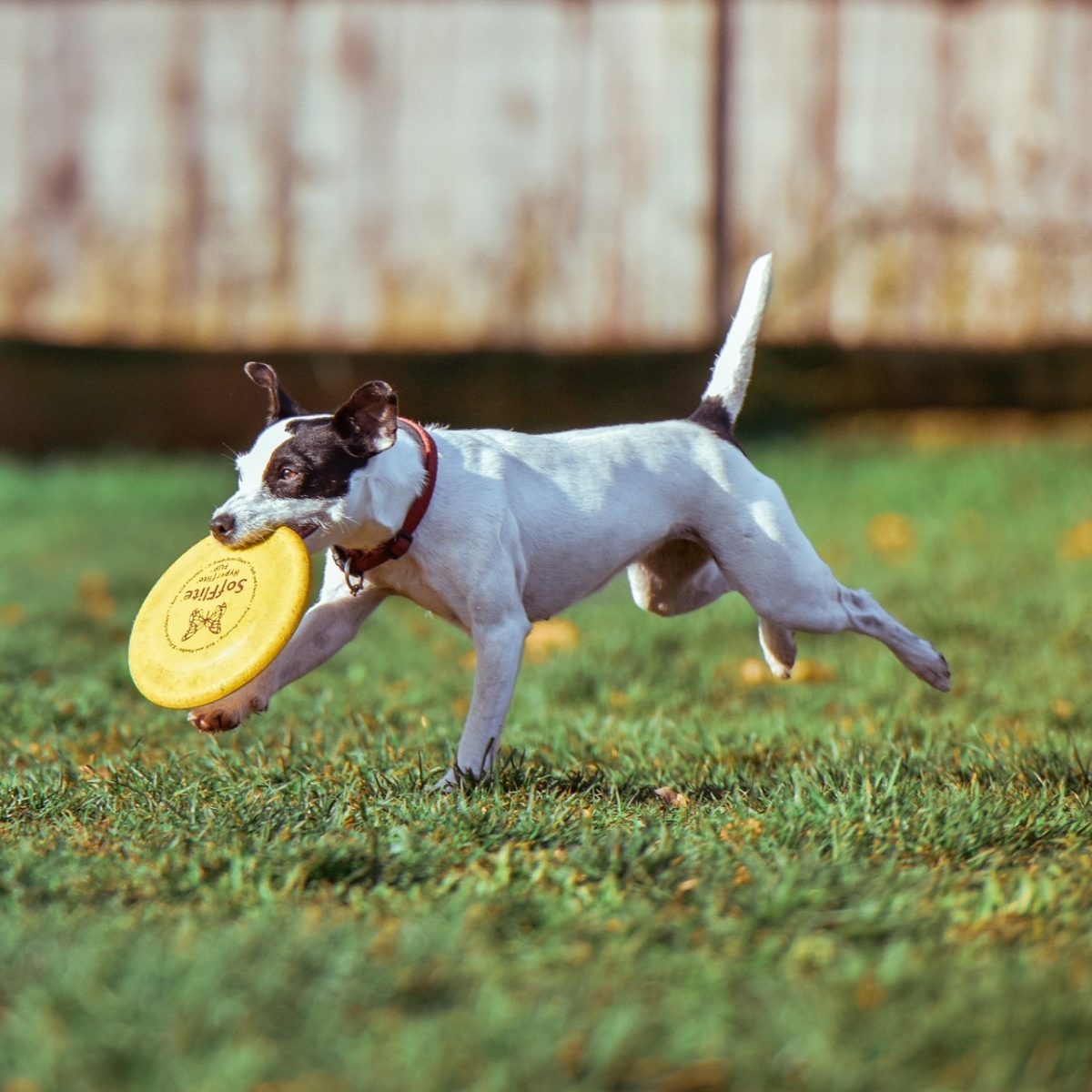 dog and frisbee