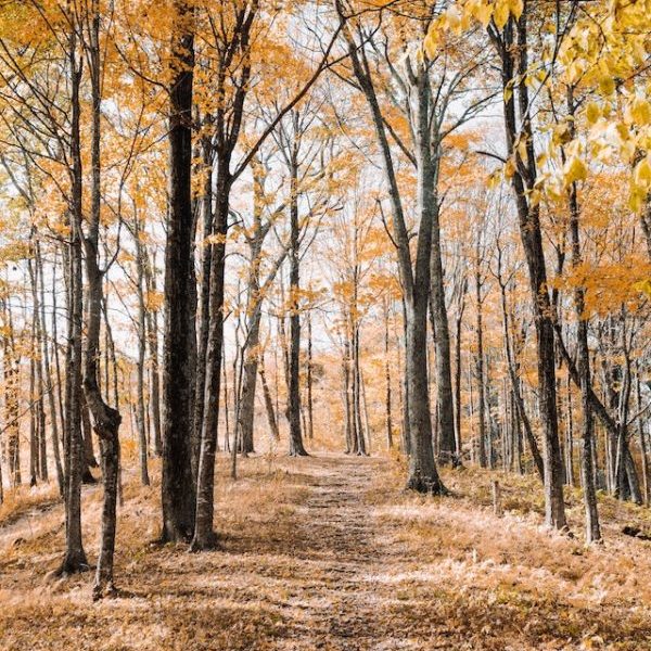 pexels andrew neel 3089988 fall path